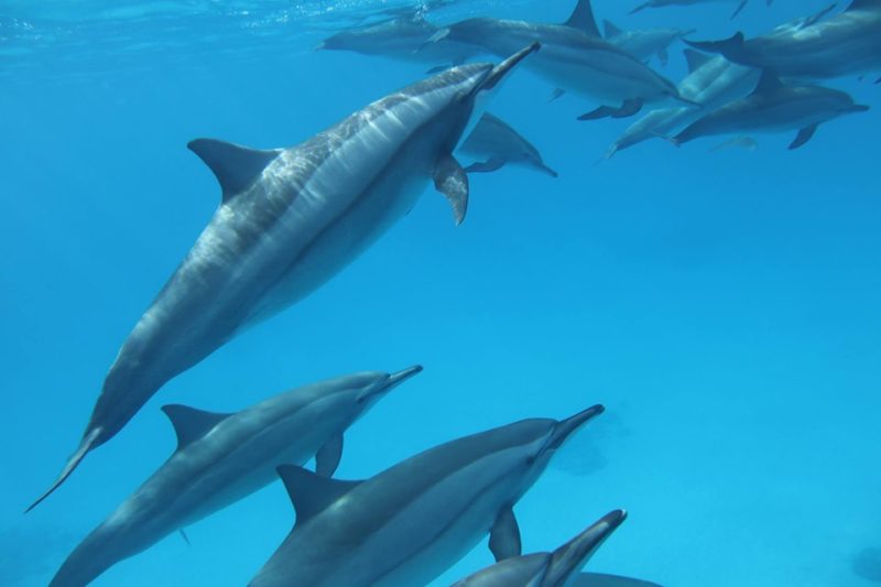 Et si on allait nager avec les Dauphins Public · Organisé par Soluneil : La Guérison Transcendantale, Philippe Houben & Fabienne Trinon