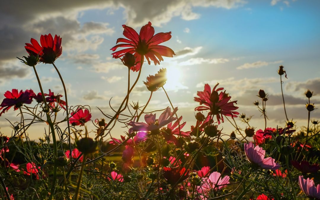 Initiation aux Fleurs de Bach avec Cécile Dubois